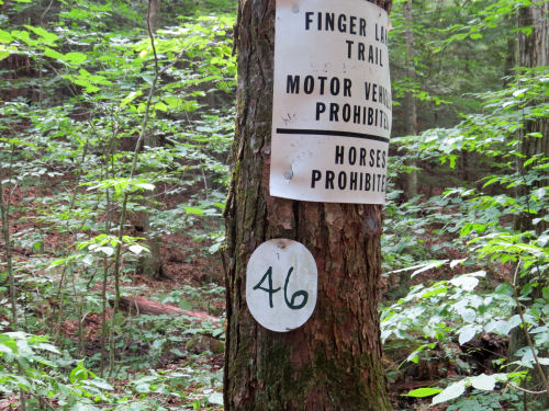 number tag on tree