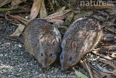 australian potoroos