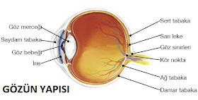 göz, gözün yapısı, gözün görevleri, beş duyu organı göz