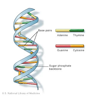 ￼ Structure of DNA