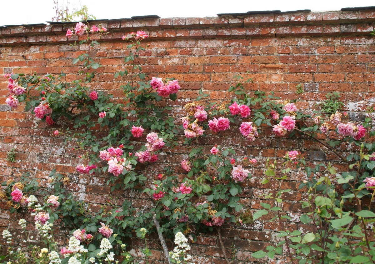 Organic Garden Dreams: Mottisfont Abbey - a Rose Lover's Paradise - II
