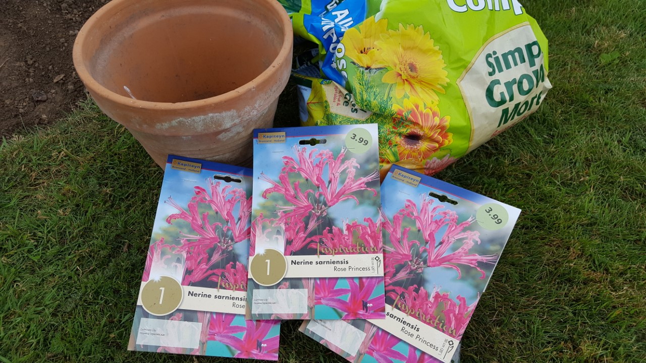 HOW TO PLANT NERINE SARNIENSIS BULBS The Garden of Eaden