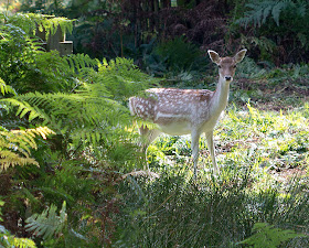 Fallow Deer, Dama dama.  Knole Park, 22 September 2012.