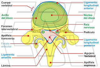 Anatomía de una vértebra.