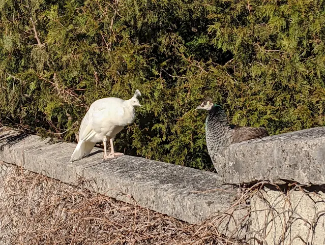 Things to do in Innsbruck for Christmas: Albino peacock at Ambras Castle