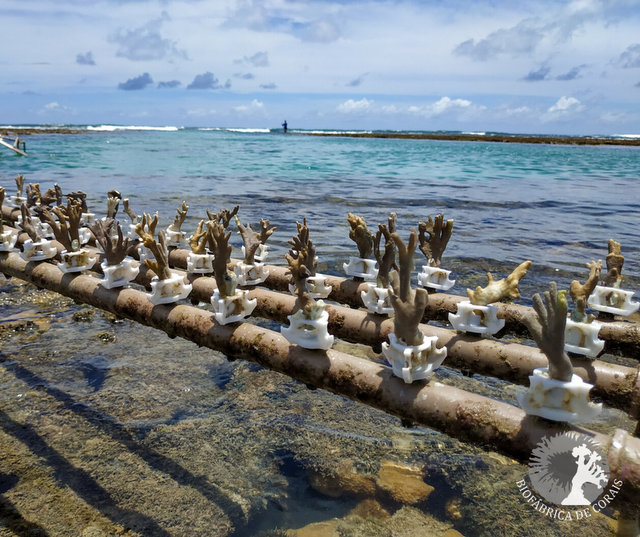 Tecnologia inédita desenvolvida no Brasil ajuda a recuperar corais ameaçados de extinção
