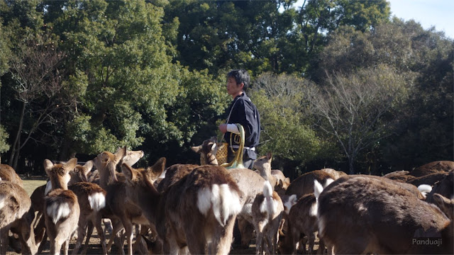 Deer Feeding di Nara Park Deer Feeding di Nara Park