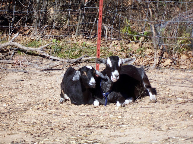 A black and white dairy goat and her daughter, lying down in a pasture.