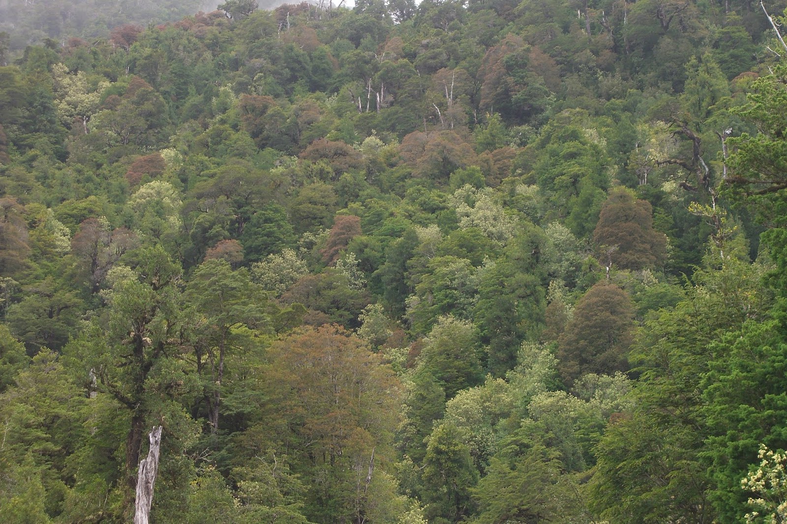 Bosques gondwánicos (I). La fauna del bosque valdiviano.