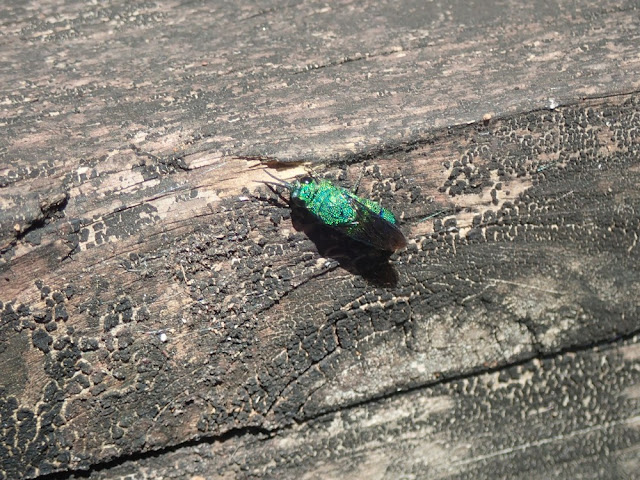 Chrysis sp Chrysis sp