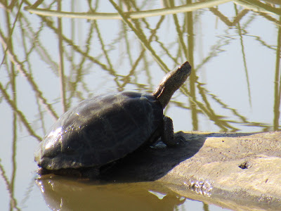 Sacramento National Wildlife Refuge