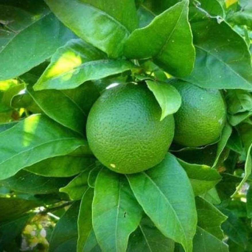 bibit tanaman jeruk nipis Banten