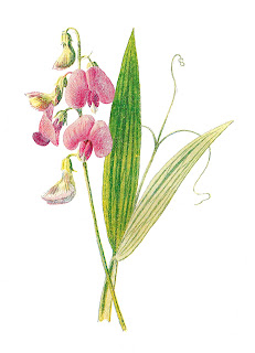 vintage flower image flower botanical wildflower illustration download
