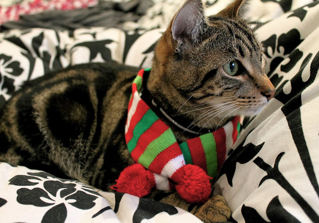 cat wearing winter scarf