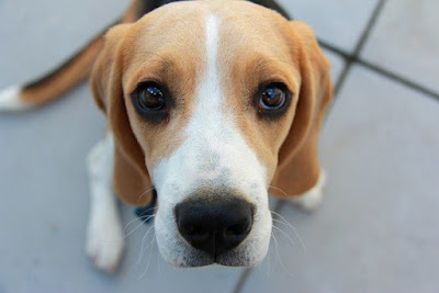 alt="beagle un perro dulce"