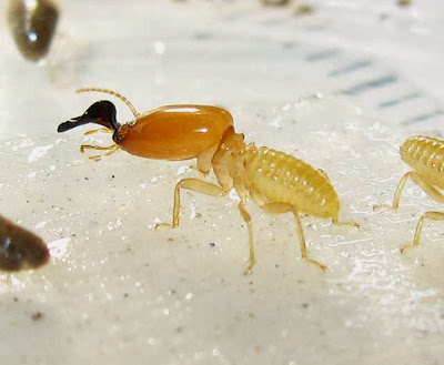 A soldier of Pericapritermes termite