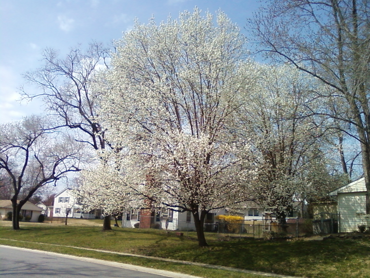 The OnLine Buzzletter PHOTO Spring is in Bloom in Maryland