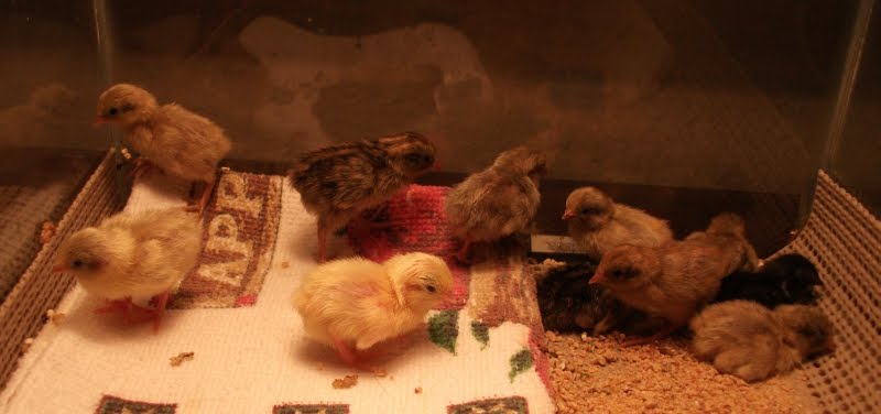 Blogging Quail: Twelve Button Quail Chicks