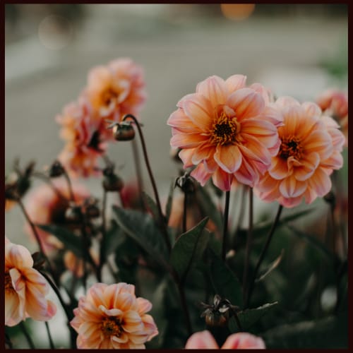 Flower Dp Images : Flower Whatsapp Dp Pics Hd Download Dp For Whatsapp