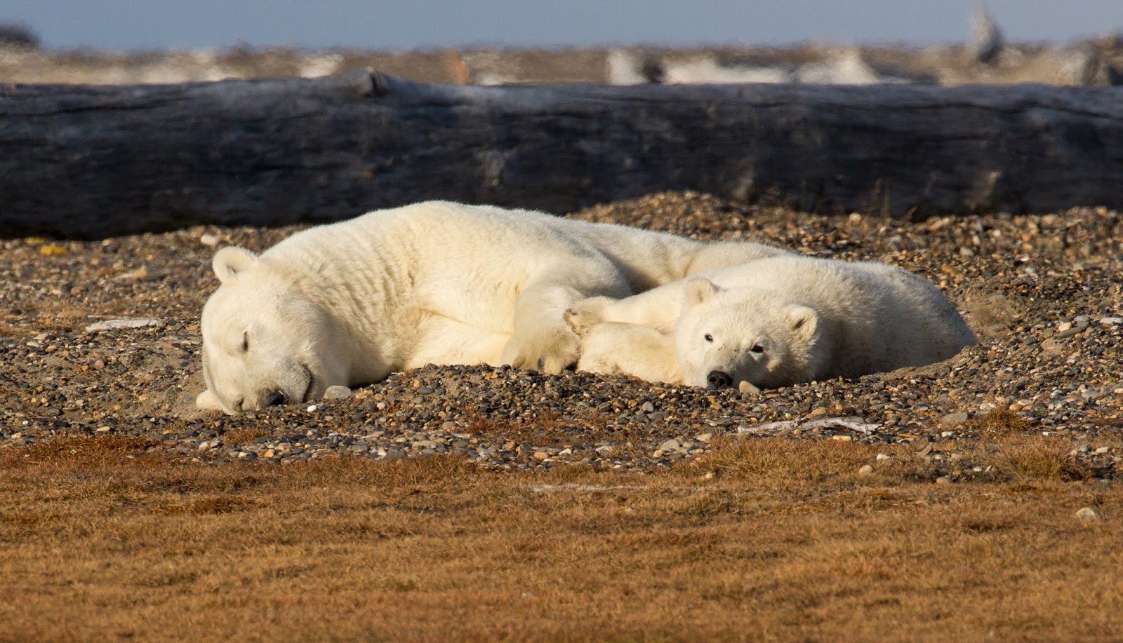 Jeremy Bears Kaktovik, Alaska Polar Bears 29th31st August 2015