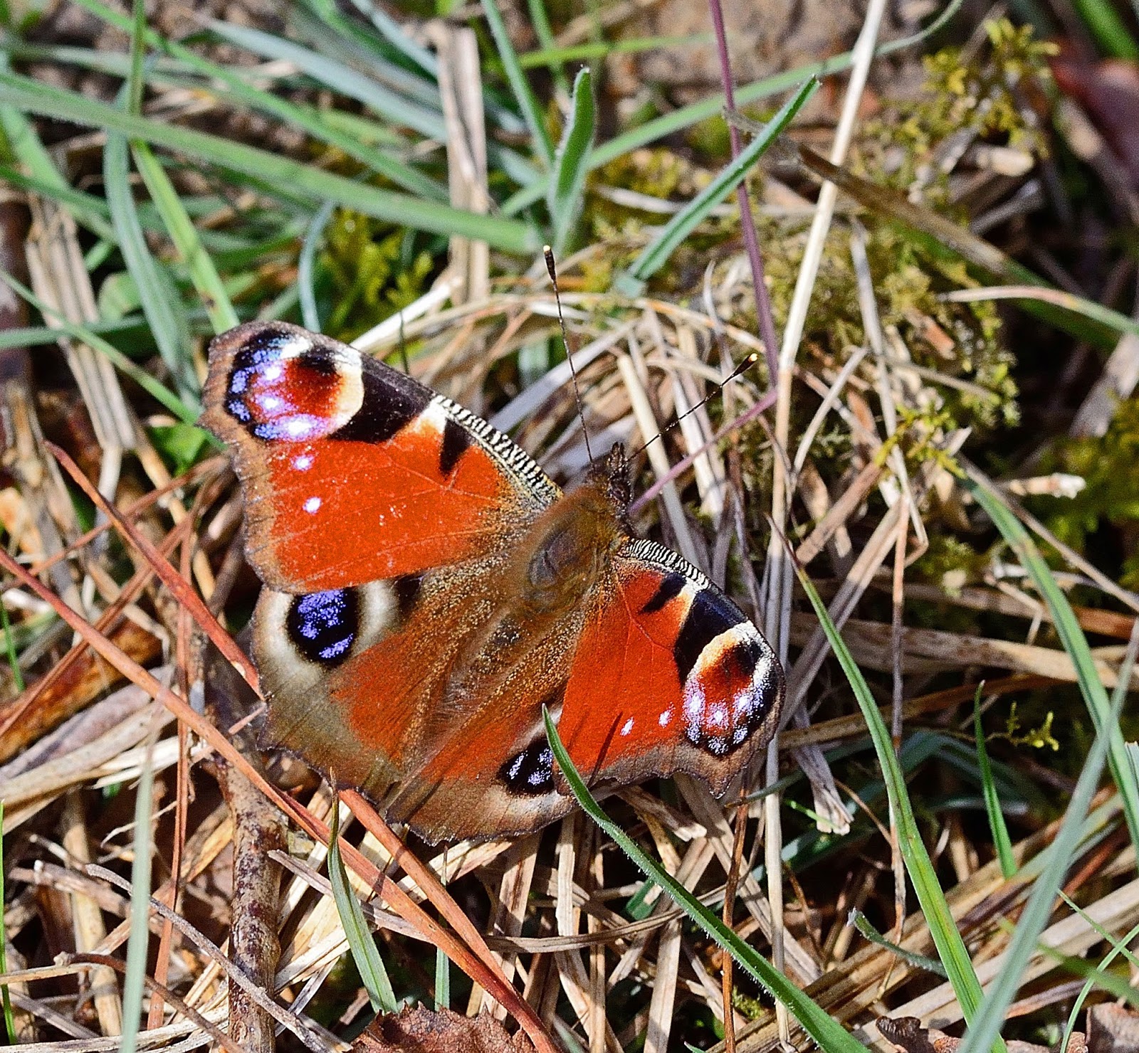 Butterfly Islands Springlike Temperatures Encourage First Butterflies