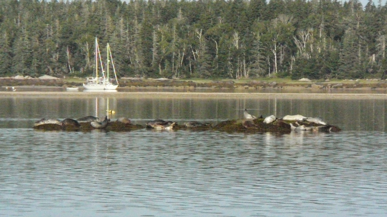 part II, Traveling Light Sights of Maine harbor seals
