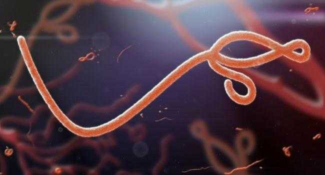 Virus Ebola Virus Ebola