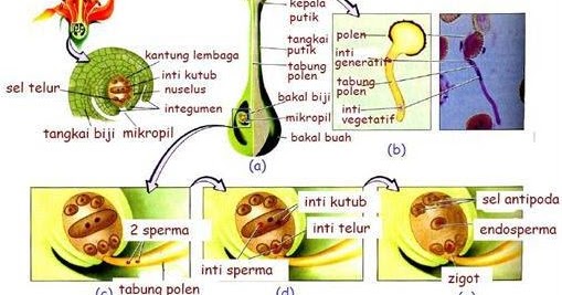 Proses Pembuahan Ganda Pada Angiospermae Dan Gymnospermae