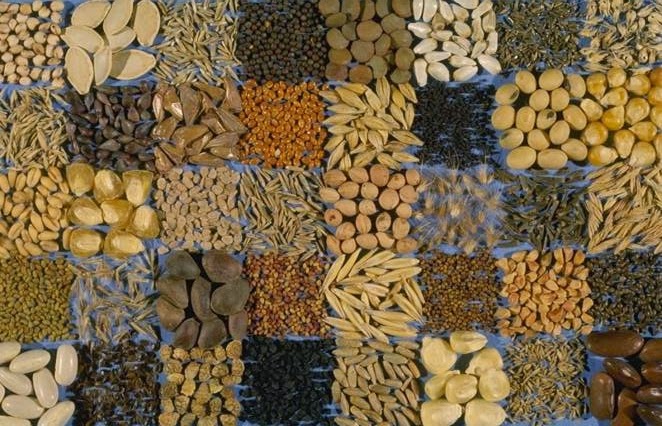 Sustainable Development: Seeds for Mankind