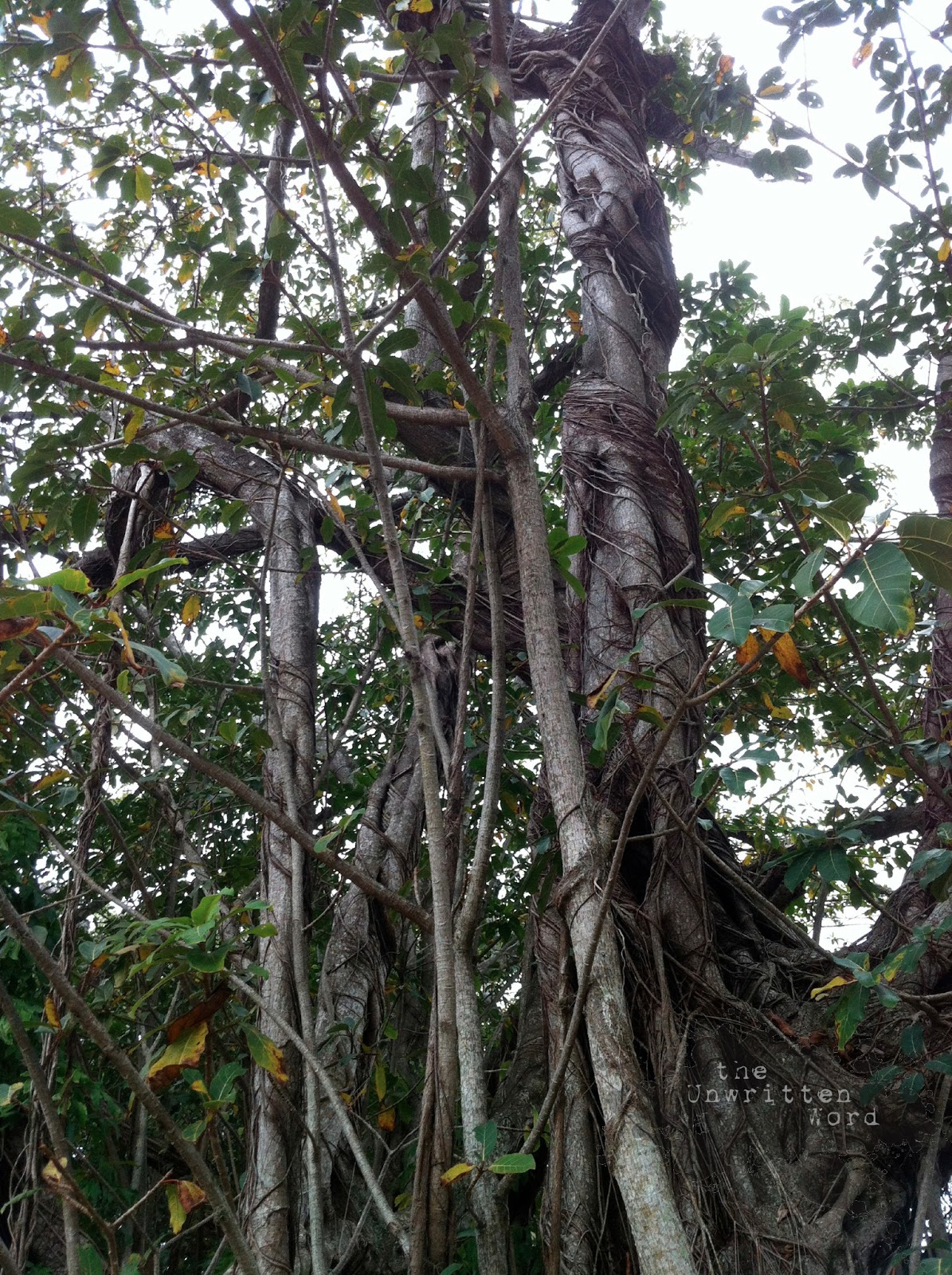 The Unwritten Word: Inspiration Monday: Life Inside the Banyan Tree