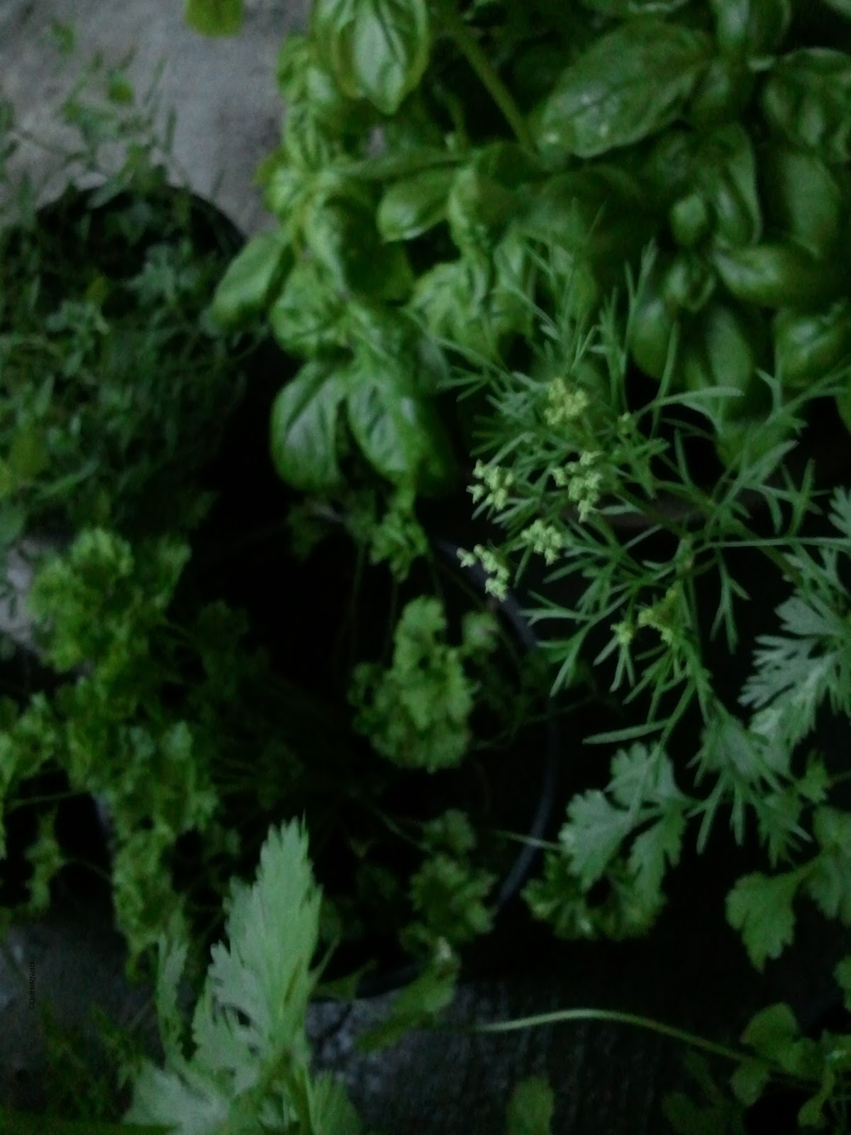 ©reated by ŊetHerŊøte Cilantro Bolting Stages So Far
