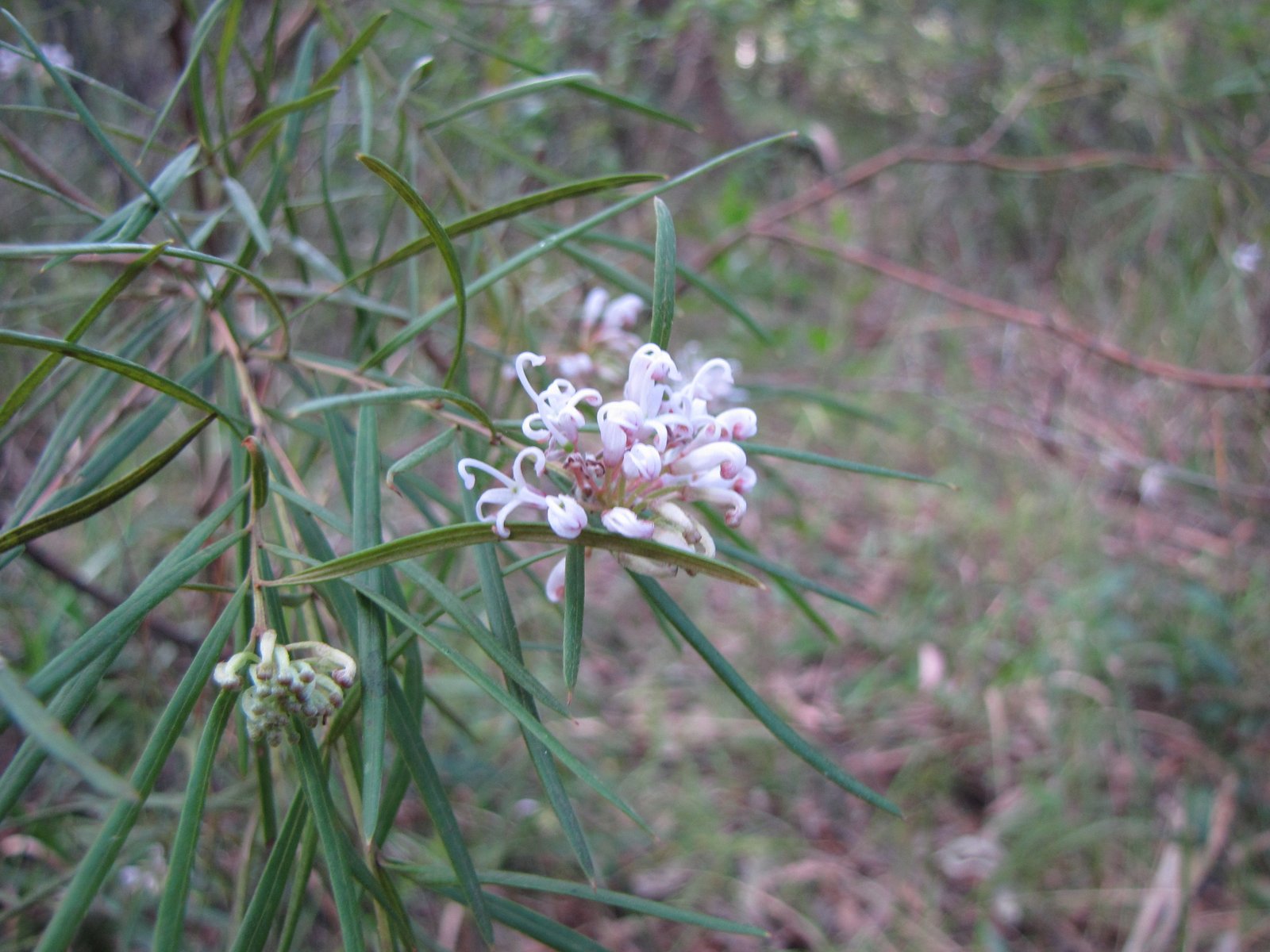 Sydney's Wildflowers and Native Plants Grevillea linearifolia White