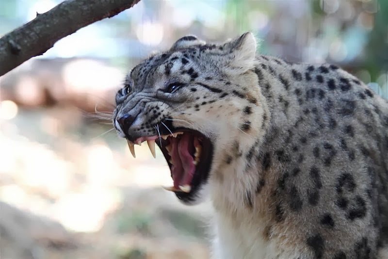 SNOW LEOPARD FACTS |The Garden of Eaden