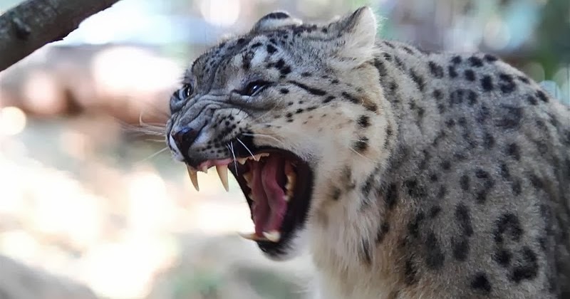 SNOW LEOPARD FACTS |The Garden of Eaden