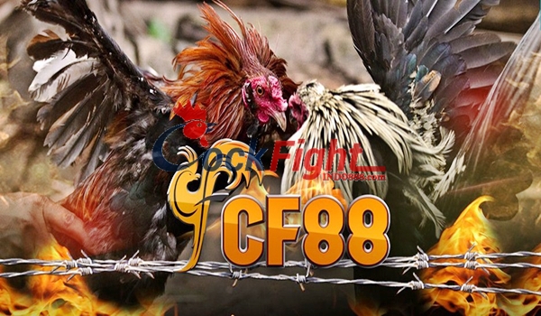 Jadwal Judi Ayam CF88VN 5 Oktober 2016 ~ Agen Judi Sabung Ayam Live Indonesia Terpercaya | INDO888