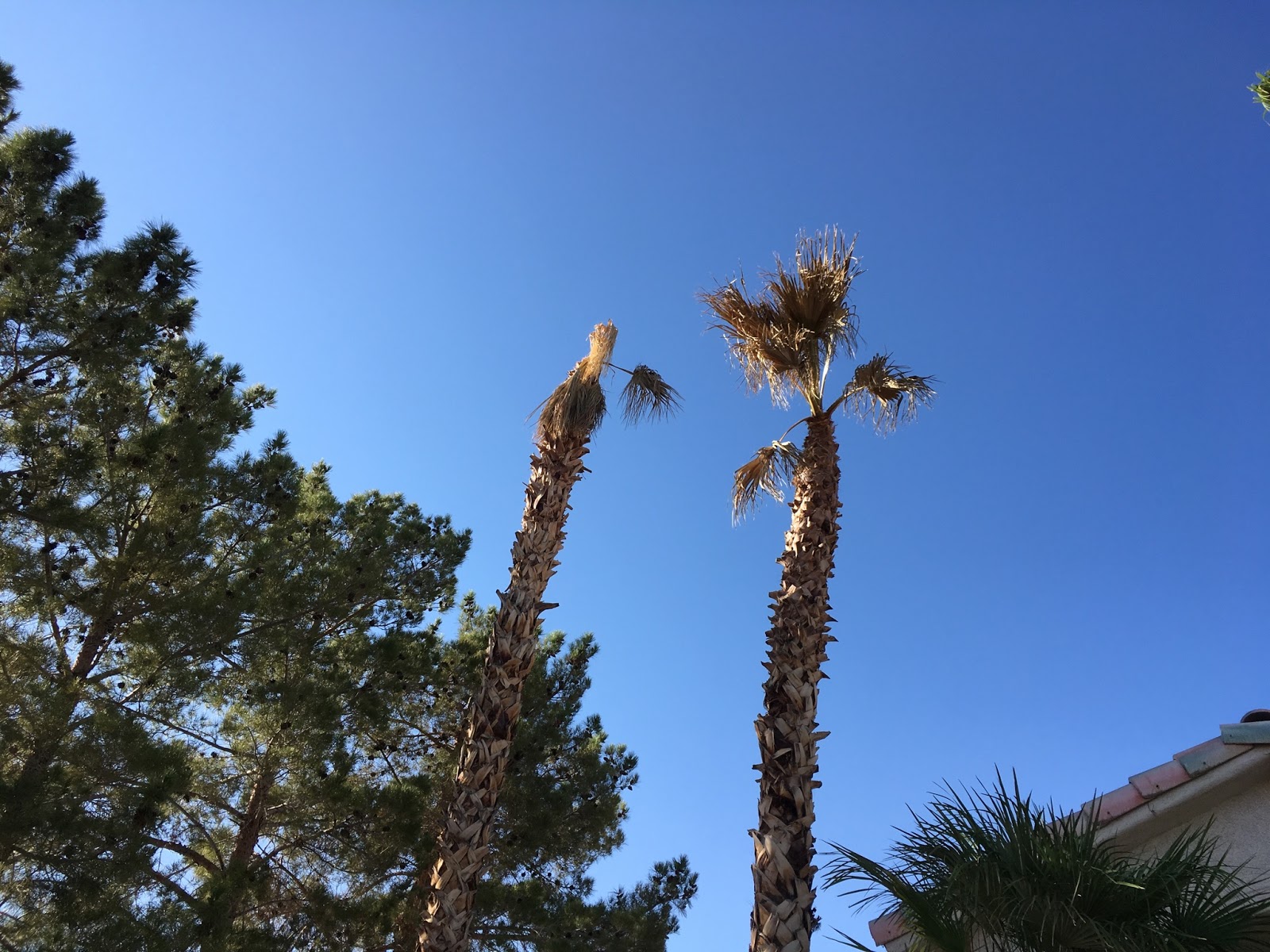 Xtremehorticulture of the Desert Sudden Death of Established Fan Palms