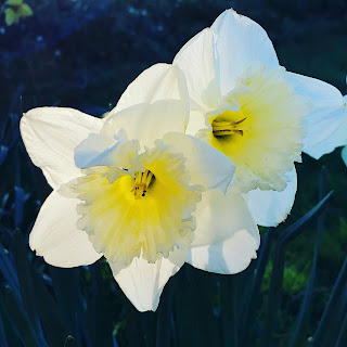 Sun shining through the daffodils