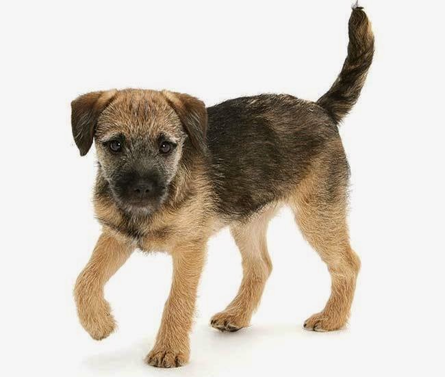 Rascals Dog Grooming Services