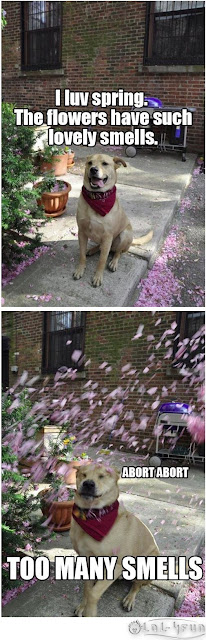 Funny dog at spring time