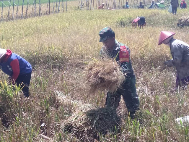Babinsa Klaten Turun Ke Sawah Dampingi Petani