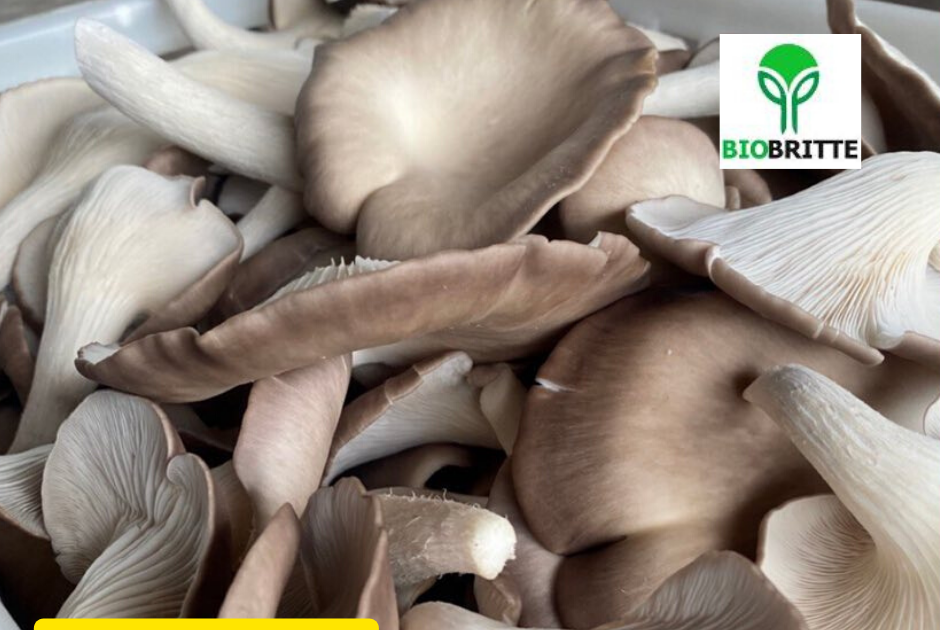 How do you store spawn bags? Mushroom spawns Biobritte mushroom spawns