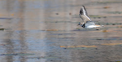 do killdeer birds fly 4