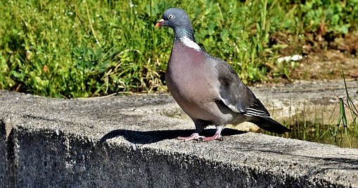 Burung Dara Murah Boyolali Burung dara YouTube