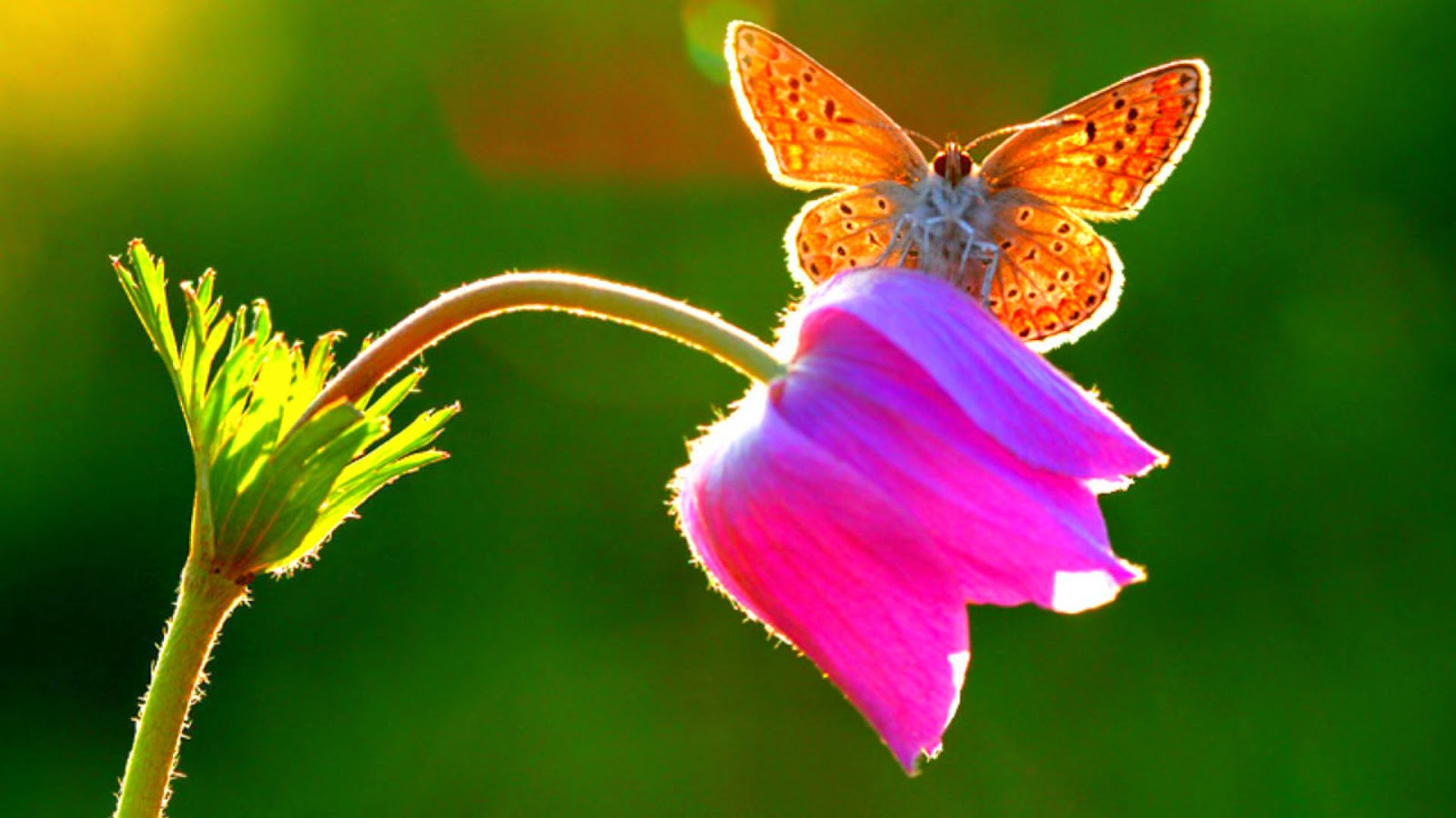 На цветок летит мотылек. Бабочка на цветке. Яркие бабочки. Бабочки в цветах. Красивые бабочки.