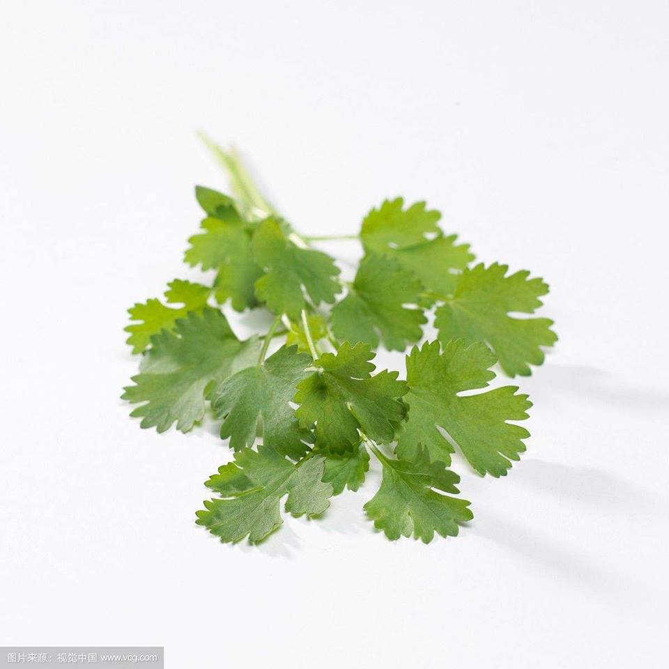 treatment for kidney disease Is Coriander Good for CKD Patients