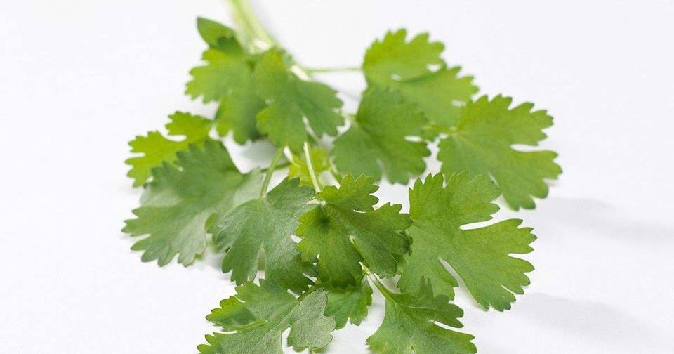 treatment for kidney disease Is Coriander Good for CKD Patients