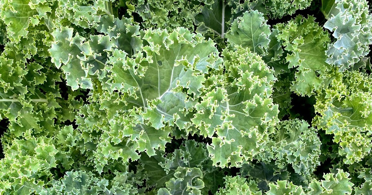 Walking Arizona Kale growing in a grow box