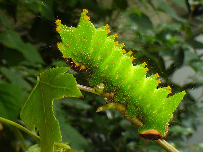 Actias maenas caterpillar Actias maenas caterpillar
