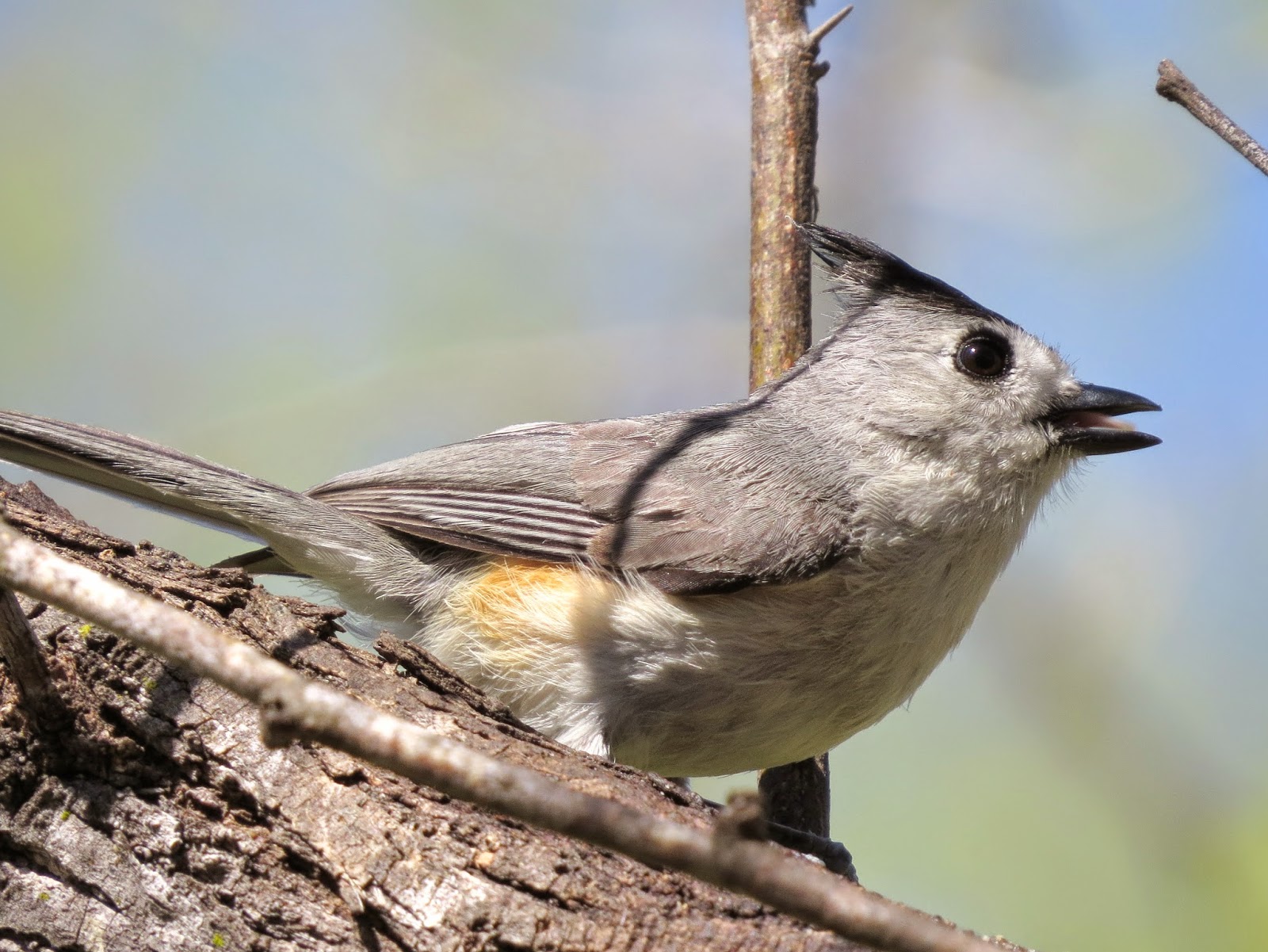 SE Texas Birding & Wildlife Watching Rio Grande Valley Trip Salineno