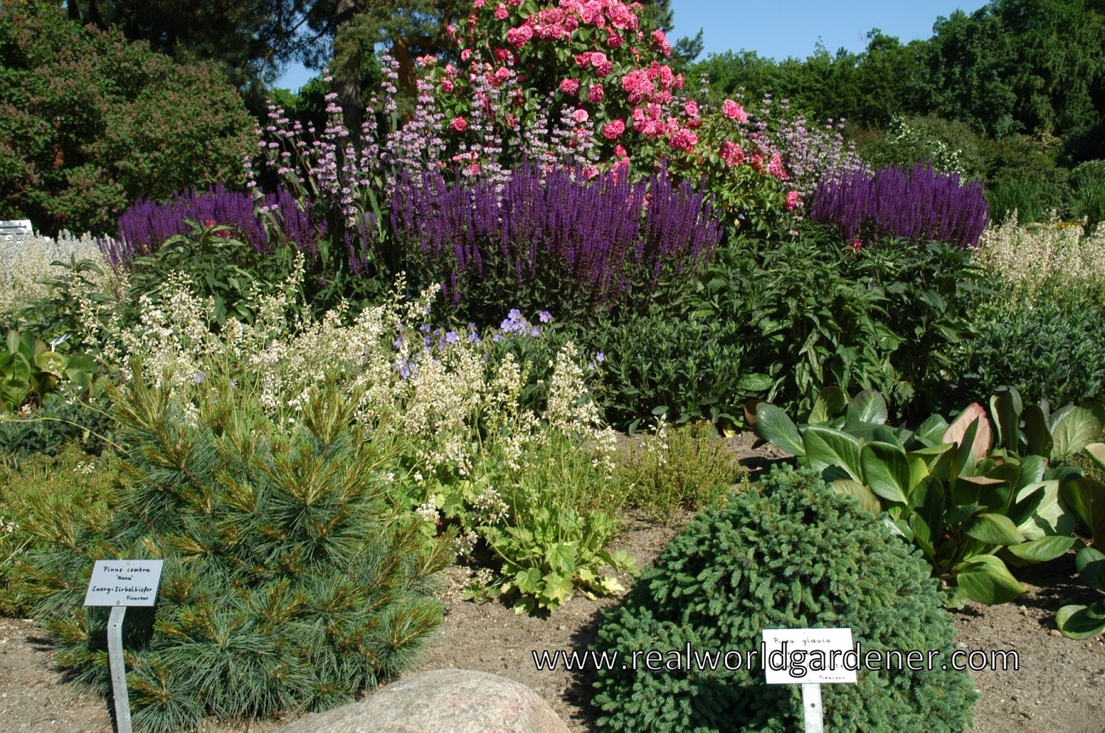 Real World Gardener Mass Planting for a Mediterranean Climate part2